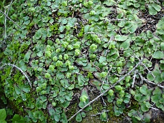 Plant Division: Marchantiophyta